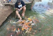 Telaga Ikan Koi: Pesona Sejuk di Sumenep
