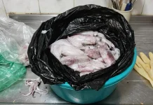 Begini Cara yang Benar Membersihkan Cumi di Rumah