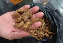 Camilan Kacang Masak Kembali Digemari, Pelaku UMKM Kebanjiran Pesanan