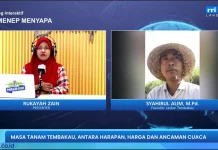 Petani Tembakau Sumenep Siap Tanam, Biaya Naik Jadi Tantangan