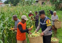 Bhabinkamtibmas Desa Torbang Dampingi Panen Jagung Petani