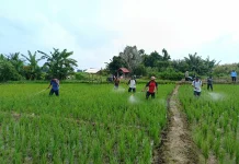 POPT dan BPP Lenteng Gelar Gerakan Pengendalian OPT Serealia di Desa Sendir
