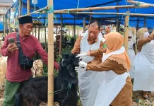 DKPP Sumenep Pastikan Hewan Kurban di Lapak Penjualan Layak dan Sehat