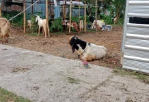 Lapak Kambing Kurban Bermunculan di Kota Sumenep, Berikut Lokasinya