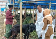 DKPP Sumenep Temukan Kasus Orf saat Pengawasan Hewan Kurban