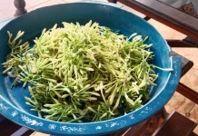 Bunga Pepaya Gantung, Sayur Sederhana yang Kaya Manfaat bagi Kesehatan