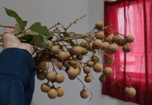 Sering Dianggap Biasa, Ini Manfaat Kelengkeng yang Perlu Diketahui!