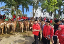 Said Abdullah Salurkan Ratusan Sapi Kurban untuk Madura