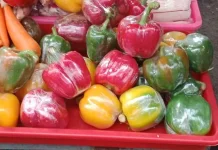 Paprika di Dapur Rumahan, Dari Tumisan Warna-Warni hingga Camilan Kekinian