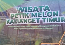 Wisata Petik Melon Kalianget Timur Jadi Daya Tarik Edukasi dan Ekonomi Warga