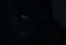 Kucing Hitam Angkat Kisah Teror Misterius