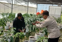 Polsek Batuputih Pantau Tanaman Cabai Program P2B