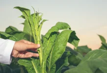 Petani Dompu Mulai Tinggalkan Jagung, Tembakau Dinilai Lebih Menjanjikan