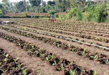 Hujan di Awal Musim Tanam, Petani Tembakau Sumenep Bersyukur
