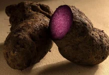 Ube, “Matcha Baru” yang Membawa Identitas Filipina ke Panggung Global