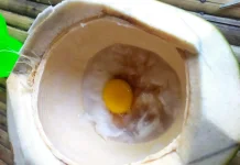 Degan Plus Telur Dipercaya Menjaga Stamina