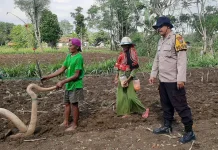 Polsek Batuputih Pantau Penanaman Jagung Lokal