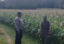 Polsek Kangean Pantau Pertumbuhan Jagung Warga untuk Perkuat Ketahanan Pangan