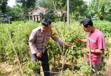 Polsek Rubaru Dampingi Petani Tomat, Perkuat Ketahanan Pangan Nasional