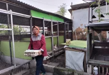 Dari 100 Telur Bebek ke Ribuan Pesanan, Kisah Sukses Bundis Membangun Usaha