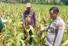 Polsek Dasuk Kawal Program Ketahanan Pangan