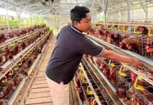 Harga Telur Anjlok, Peternak Sumenep Minta Pemerintah Perkuat Intervensi Pasar