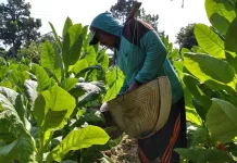 Petani Tembakau Sumenep Tetap Lanjutkan Tanam meski Cuaca Belum Stabil