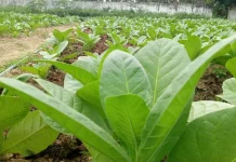 Petani Tembakau Sumenep Manfaatkan Pupuk Kotoran Kelelawar, Tingkatkan Kualitas
