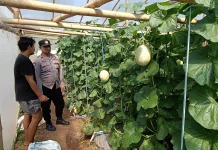 Dukung Ketahanan Pangan, Anggota Polsek Kalianget Dampingi Petani Melon