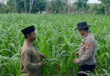 Polsek Batuputih Dampingi Petani Jagung