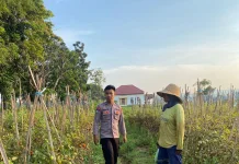 Bhabinkamtibmas Pasongsongan Dampingi Petani Tomat Dukung Ketahanan Pangan