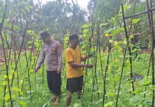 Bhabinkamtibmas Polsek Dungkek Pantau Kebun Mentimun Warga