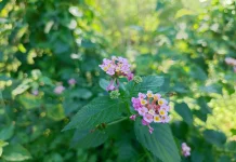 Lantana: Kecantikan Liar yang Menawan
