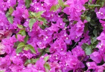 Menyambut Kemarau, Bougainvillea Tetap Mekar di tengah Cuaca Terik