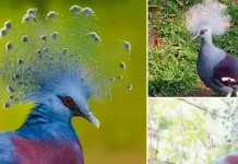 Mambruk, Burung Papua dengan Mahkota Memukau