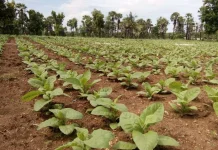 Bagi Petani Tembakau, Hujan Tak Selalu Jadi Berkah
