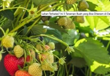 Lima Buah Praktis Tumbuh dalam Pot