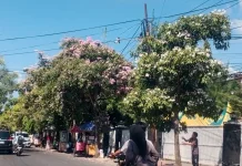 Bunga Bermekaran, "Sakura Indonesia" Percantik Jalan Dokter Cipto Sumenep