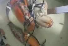 Nikmatnya Olahan Kepiting Berkuah Santan, Gurih yang Menggugah Selera