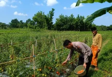 Bhabinkamtibmas Polsek Dasuk Dampingi Petani Tomat