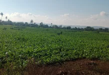 Sebagian Petani Tembakau di Sumenep Mulai Panen, Cuaca Cerah Dukung Kualitas Hasil