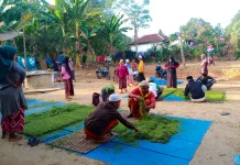 Petani Tembakau Mulai Panen, Harga Awal Capai Lima Puluh Ribu