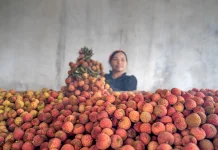 Ini Deretan Manfaat Buah Leci yang Baik untuk Kesehatan Tubuh
