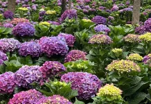 Mengenal Bunga Hortensia, Tanaman Hias dengan Warna yang Penuh Makna