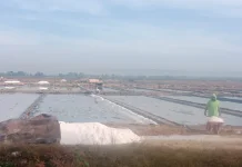 Petambak Garam Sumenep Mulai Panen Perdana Musim Kemarau