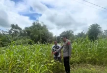 Polsek Batuputih Pantau Perawatan Jagung Lokal Dukung Ketahanan Pangan