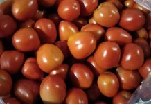 Harga Tomat Anjlok, Sebagian Petani Sumenep Memilih Tidak Memanen Hasil Kebun
