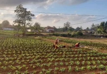 Petani Sumenep Berharap Harga Tembakau 2026 Lebih Menguntungkan
