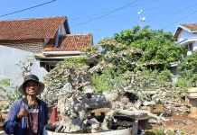 Bonsai Serut Kian Diminati, Peluang Usaha Tanaman Hias Terus Berkembang