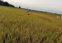 Petani Sumenep Berharap Panen Melimpah untuk Tingkatkan Kesejahteraan Keluarga